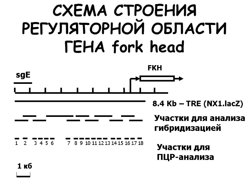 8.4 Kb – TRE (NX1.lacZ) СХЕМА СТРОЕНИЯ РЕГУЛЯТОРНОЙ ОБЛАСТИ ГЕНА fork head Участки для